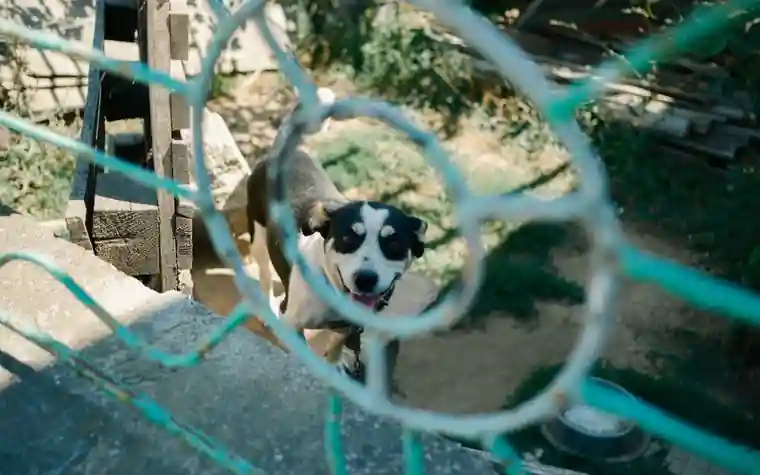 Curious dog peering through a circular opening in a fence