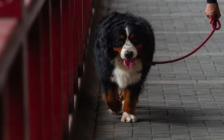 Black and white Bernese Mountain Dog walking on a leash along a paved path