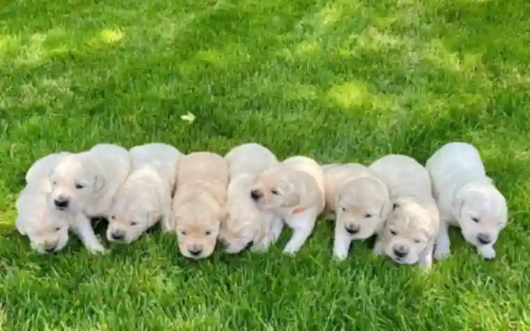 A row of pale golden retriever puppies lying side by side on a lawn