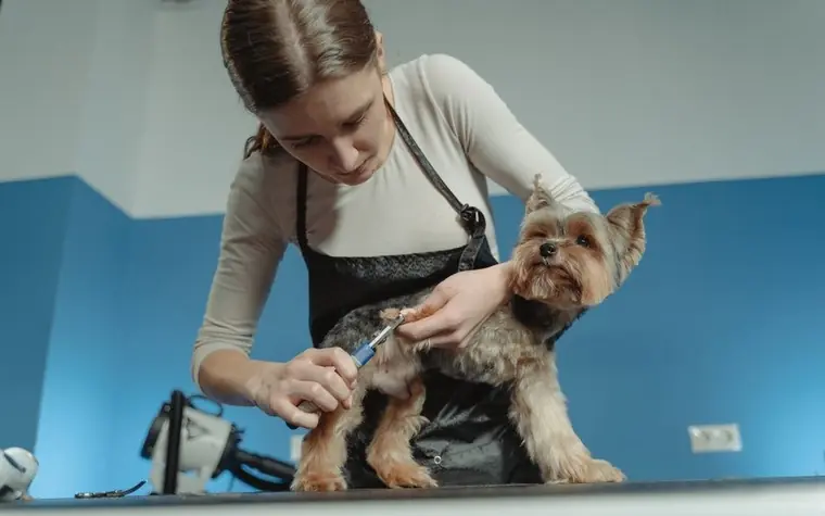 A groomer trimming a terrier's fur on a grooming table in a bright salon
