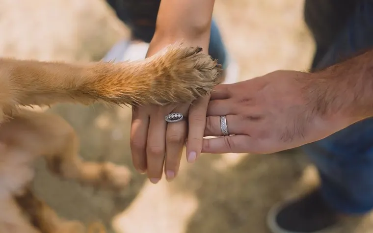Hands holding a dog's paw gently