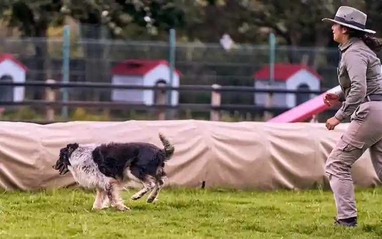 A dog running along an agility tunnel beside its handler
