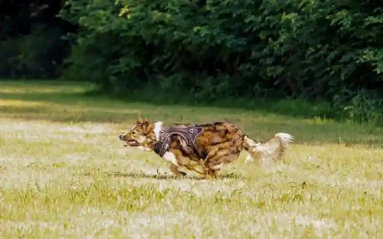 A dog sprinting across a grass field