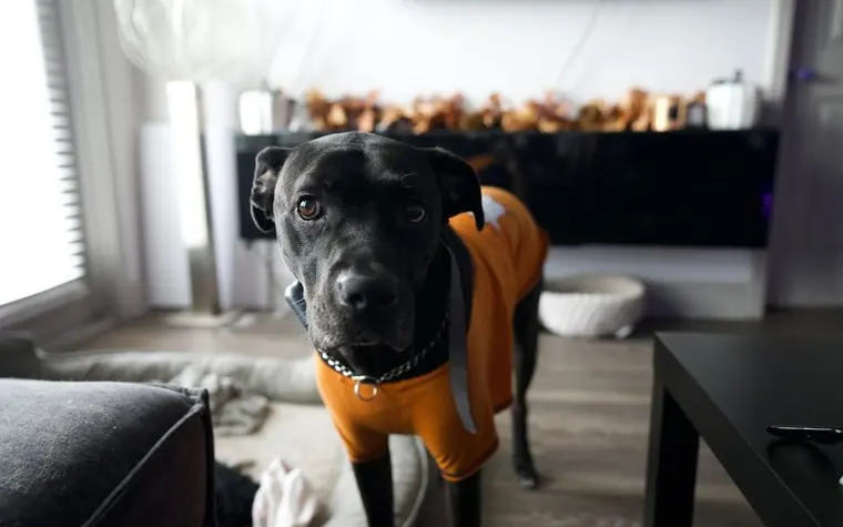A black dog in an orange sweater standing in a living room