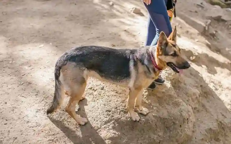 A German Shepherd standing on a dirt hiking path beside its owner