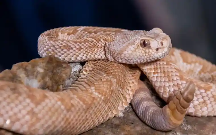 A coiled desert rattlesnake resting on rocks