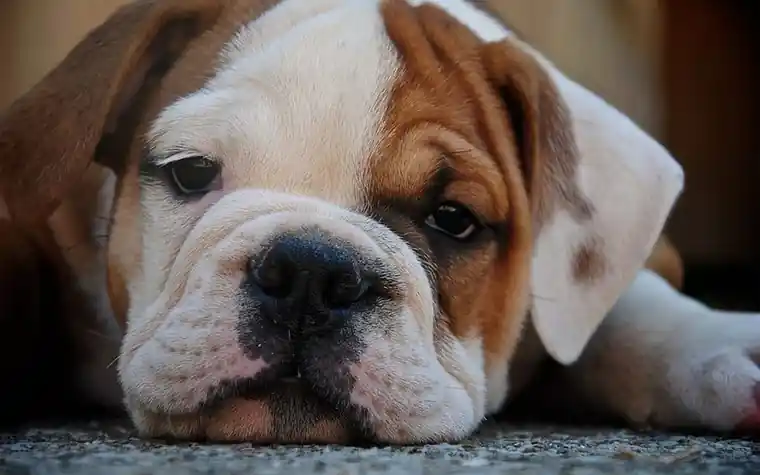 A bulldog puppy with droopy eyes lying on a carpet