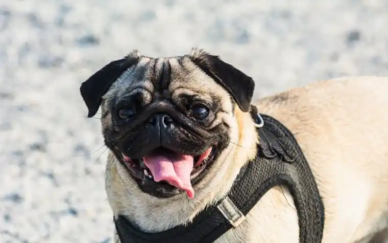A smiling pug with its tongue out wearing a harness