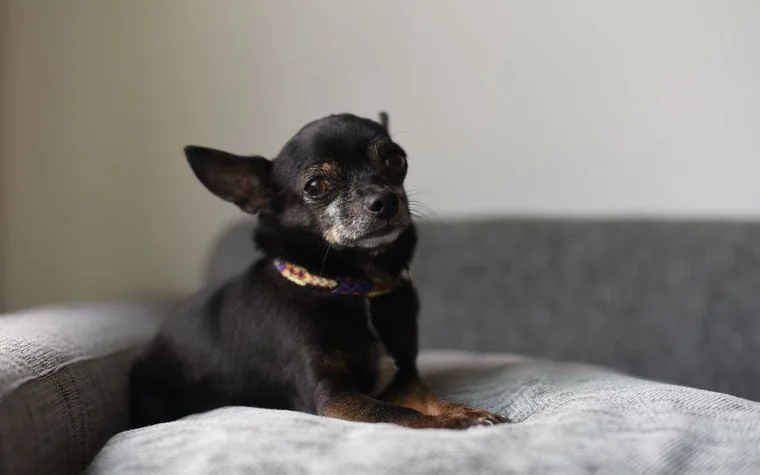 A small black dog lying on a gray cushion