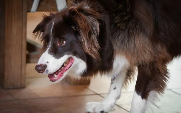 A border collie looking up with its mouth open