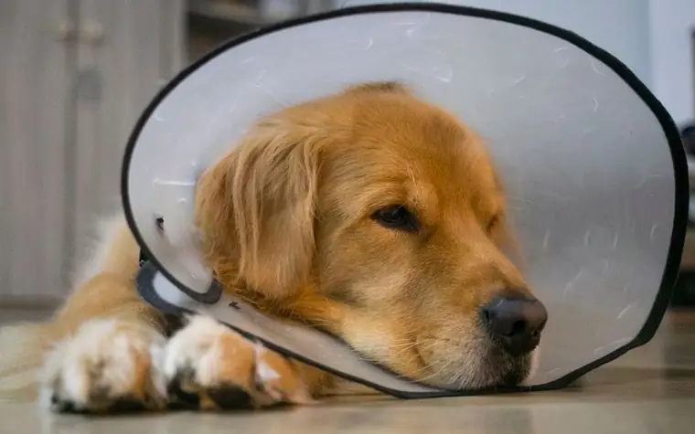 A golden retriever wearing a protective cone resting indoors