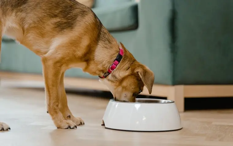 A dog eating dry kibble from a white bowl on the floor