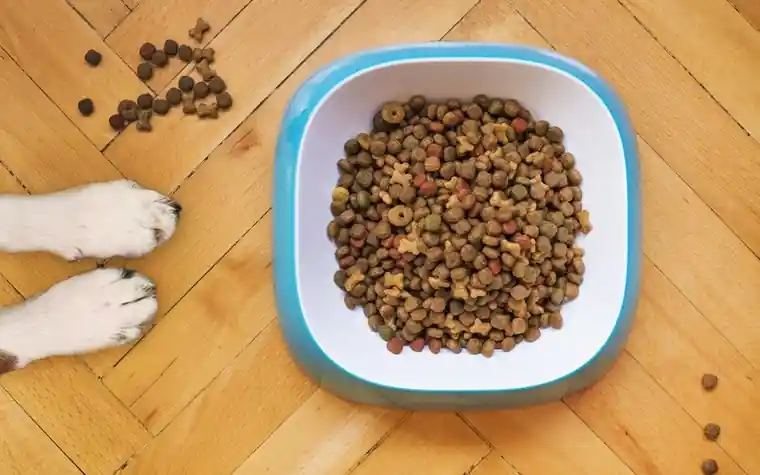 A bowl of dry kibble seen from above with a dog's paws beside it