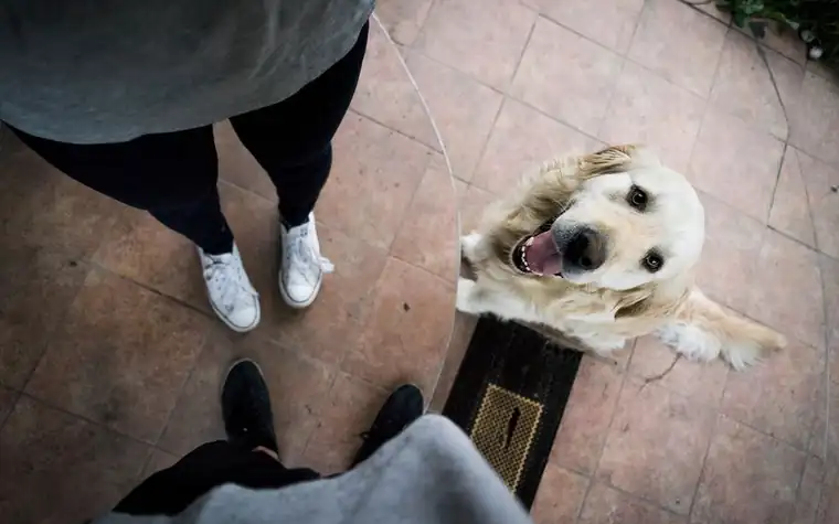 A golden retriever looking up at its owner from the floor