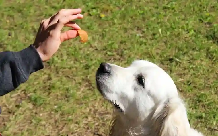 A golden retriever watching a treat held in a person's hand outdoors
