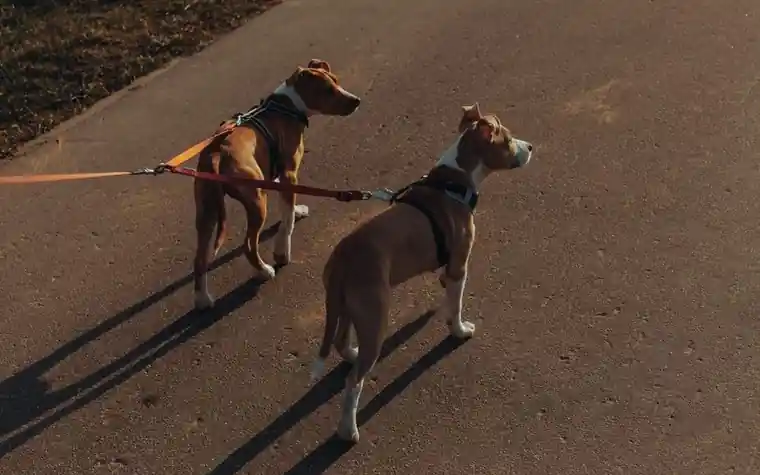 Two dogs walking side by side on leashes along a paved path