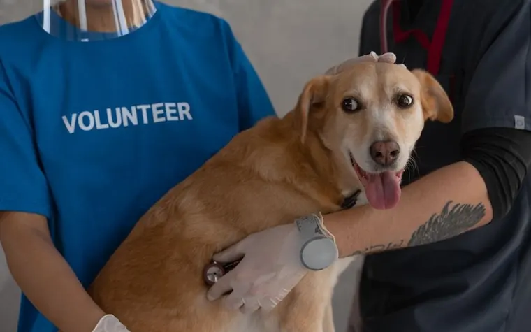 A veterinarian listening to a dog's chest with a stethoscope while a volunteer holds it