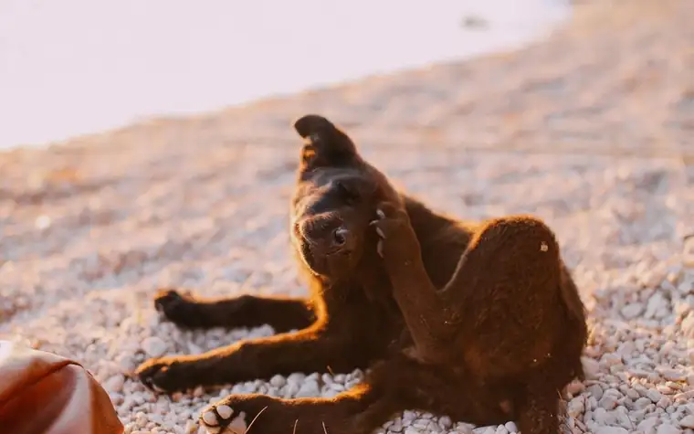 A dog scratching itself with a hind leg outdoors in bright sunlight