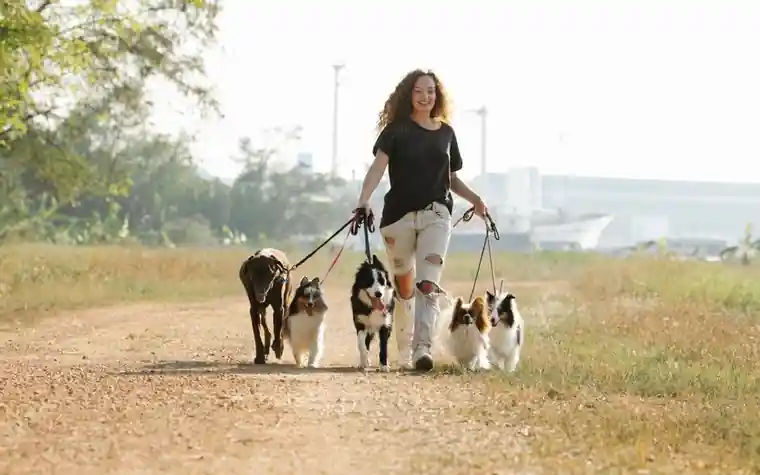 A woman walking several dogs on leashes outdoors
