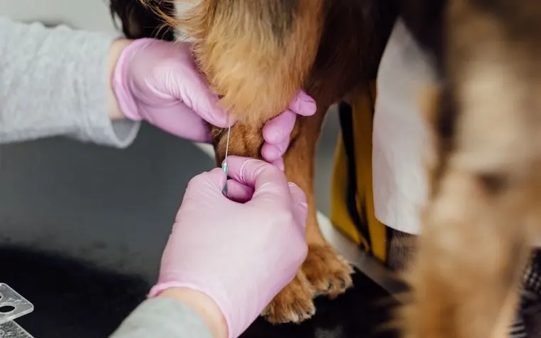Close-up of a veterinarian giving an injection to a dog's leg