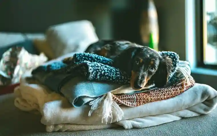 A golden retriever wearing a protective cone resting indoors