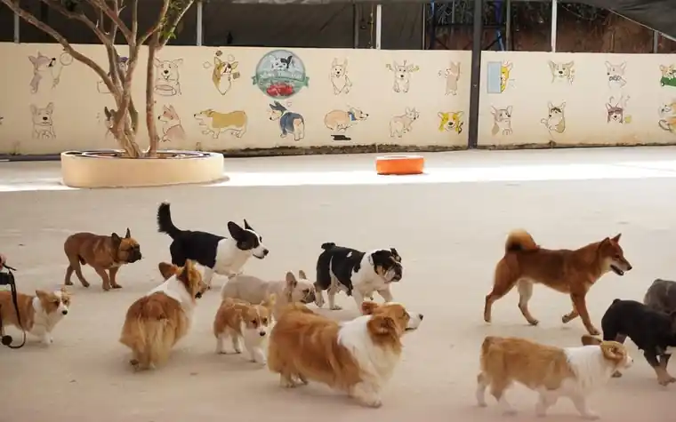 A group of dogs of different breeds playing together in an indoor daycare space