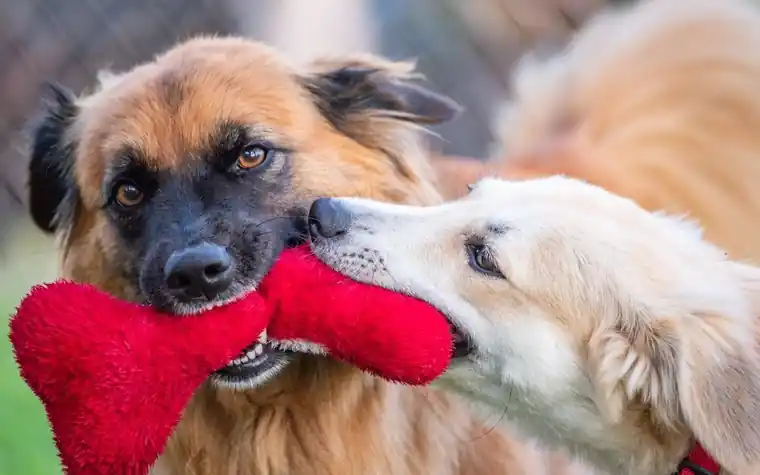Two dogs playing tug-of-war with a toy during supervised daycare play