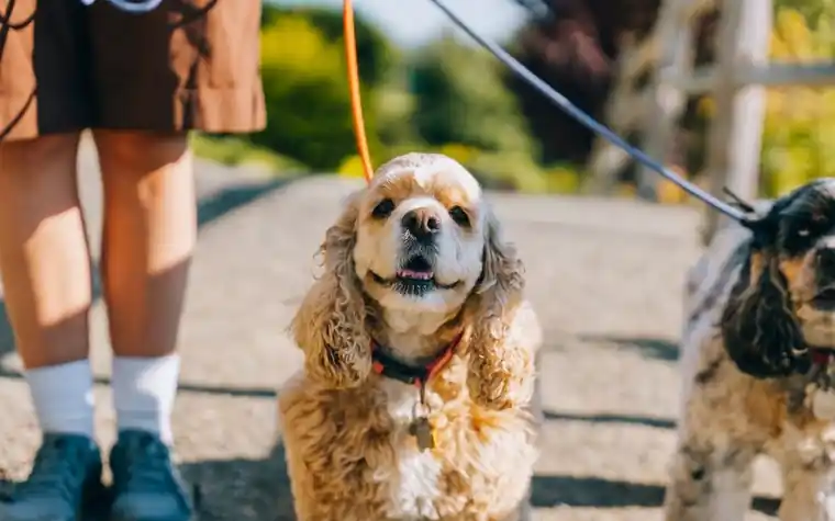 A person walking two dogs on leashes along a path