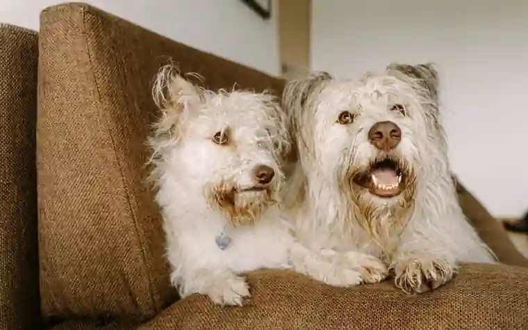 Two dogs sitting together on a couch at home