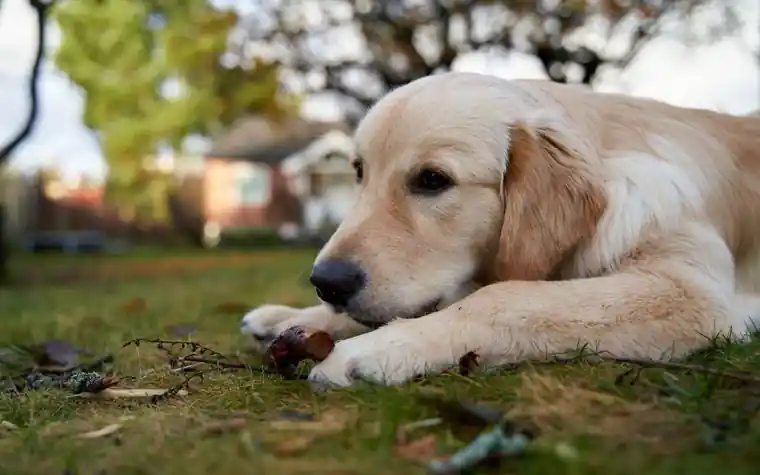 A golden retriever resting outdoors on grass