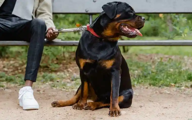 A dog sitting on a leash next to its owner outdoors