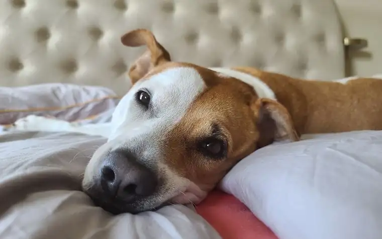 A dog resting comfortably on a bed at home