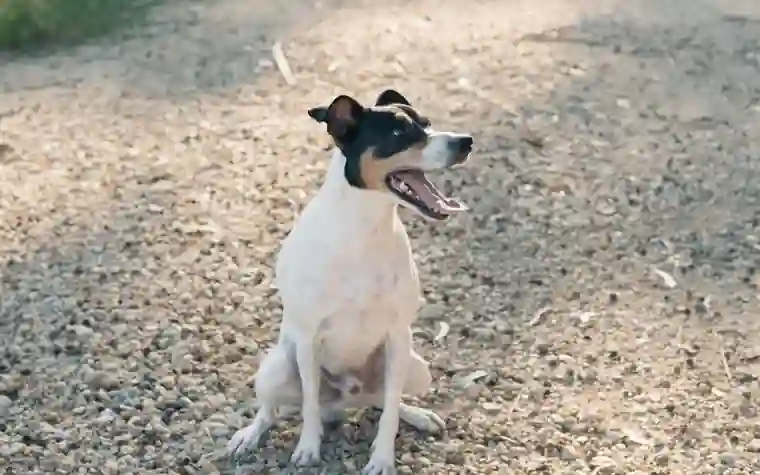 A Jack Russell Terrier sitting outdoors with its mouth open, panting