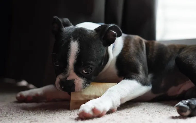 A Boston Terrier puppy indoors chewing on a bone toy