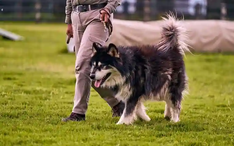 A leashed dog walking outdoors on a sunny path