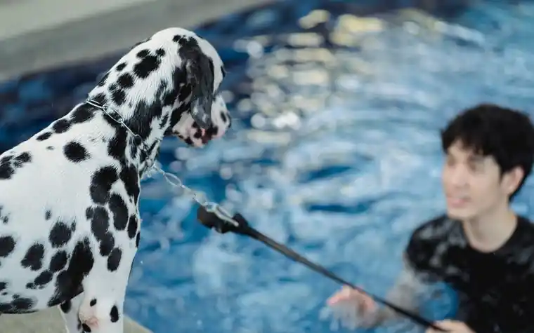A dog undergoing water therapy in a pool with its owner