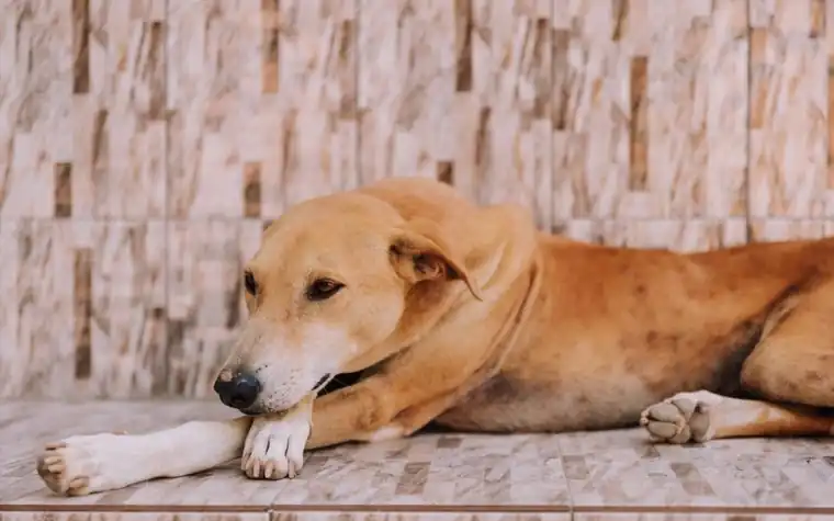 A dog resting on a tiled floor at home