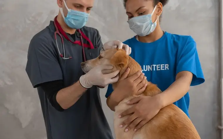 Veterinarian and assistant examining a dog during a clinic checkup