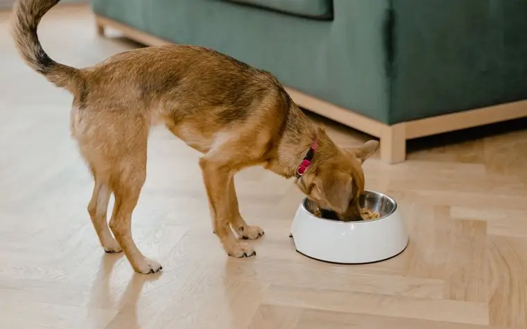 Small brown dog eating from a bowl indoors