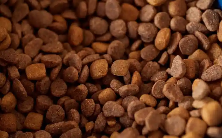 Close-up of dry dog food kibble texture