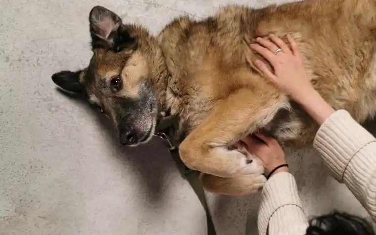 Person gently massaging a dog's back and shoulders during a rehabilitation therapy session