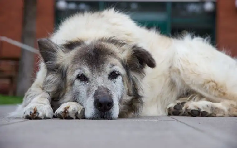 Fluffy senior dog resting with head on its paws on a sidewalk