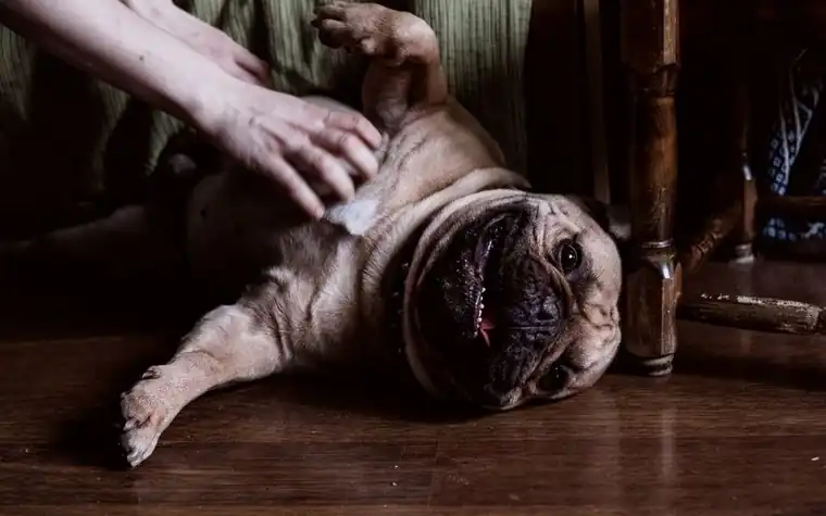French Bulldog lying on its back getting a relaxed belly and chest massage