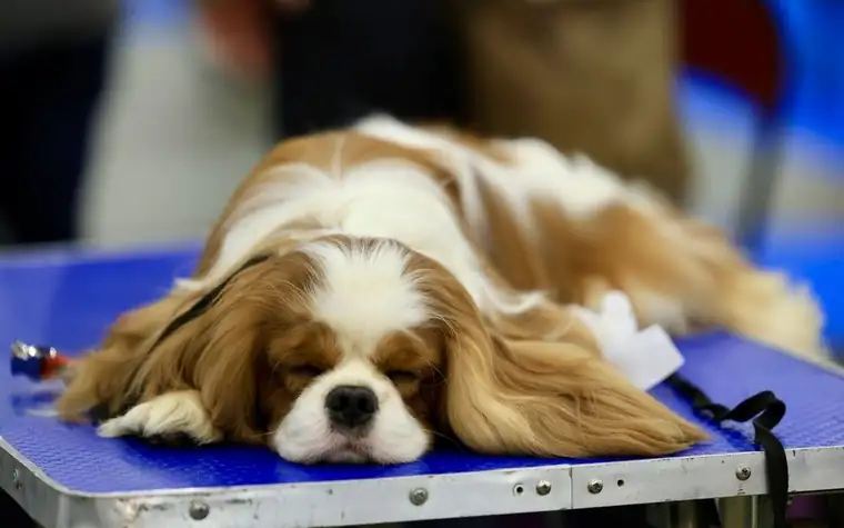 Veterinarian examining a Cavalier King Charles Spaniel on a clinic exam table