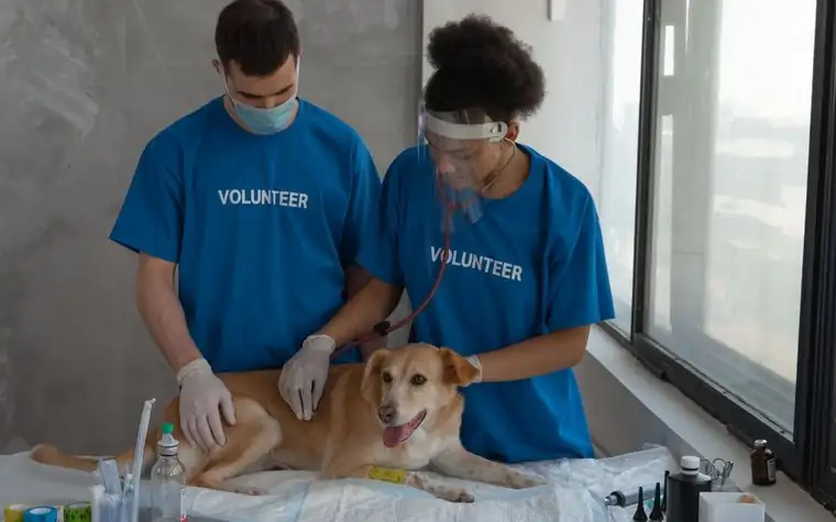 Veterinarian and assistant checking a dog during a clinic visit