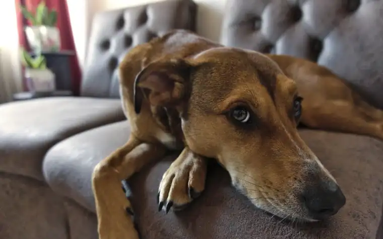 Dog resting comfortably on a couch at home
