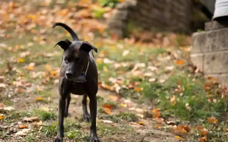 Black dog standing alert on a grassy yard covered in fallen autumn leaves