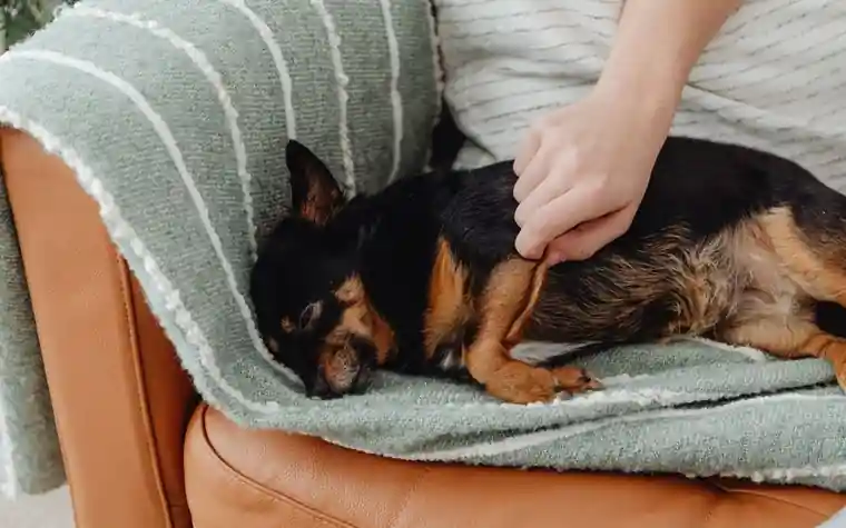 A relaxed Chihuahua being petted on a cushioned sofa