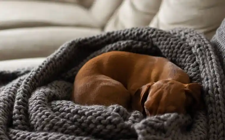 A dachshund curled up asleep in a knitted gray blanket