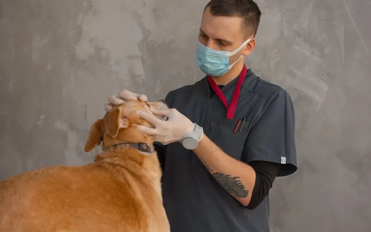A veterinarian in scrubs examining a calm dog on a clinic table